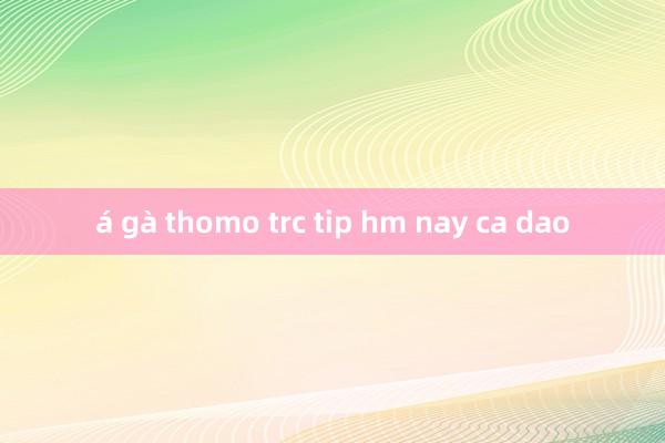 á gà thomo trc tip hm nay ca dao