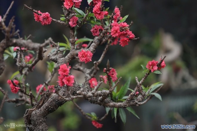 Đào thất thốn có hoa màu đậm， thân xù xì. Ảnh: Việt An